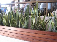 Kwikfynd Indoor Planting
austral