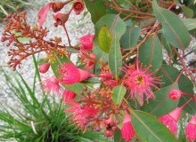 Kwikfynd Native Gardens
austral