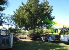 Kwikfynd Tree Management Services
austral