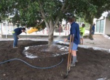 Kwikfynd Tree Transplanting
austral